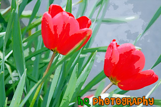 Red Tulips painting