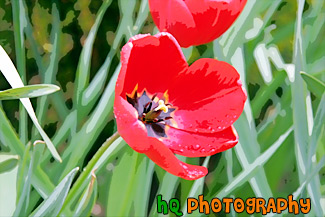 Red Tulip up Close painting