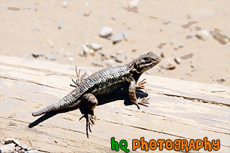 Brush Lizard painting