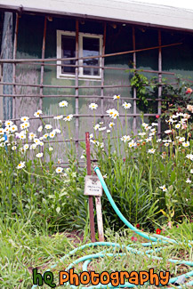 Old Shed & Water Hose painting