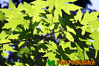 Looking Up at Leaves painting