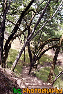 Trail, Trees, & Shadows painting