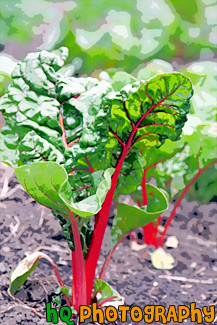 Swiss Chard Lettuce painting