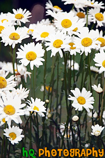 Daisy Flowers painting