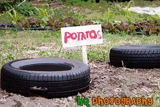 Potatos at Green Gulch Farm painting