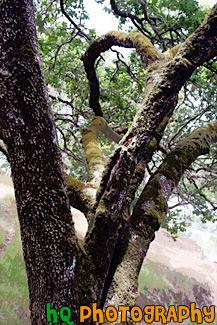 Mossy Tree painting