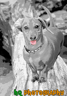 Dachshund Dog Artwork painting