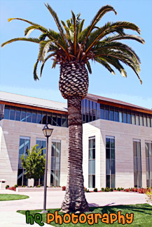 Palm Tree on Santa Clara Campus painting