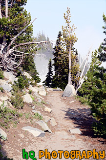 Hiking Trail in Mt. Rainier National Park painting