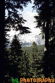 Looking at Mt. Rainier Through Trees painting