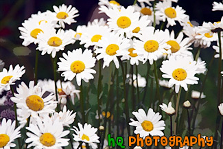 Daisy Flowers Up Close painting