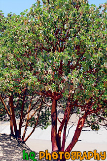 Madrone Trees painting