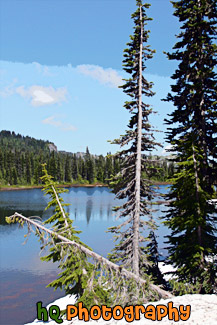 Reflection Lake, Trees & Snow painting