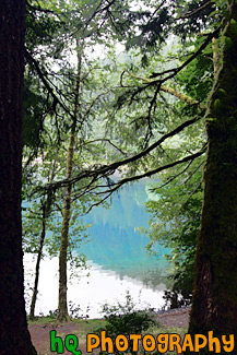 Lake Cresent Through Trees painting