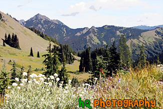 Olympic Mountains Fields & Wildflowers painting