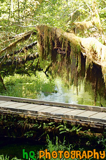 Hoh Rain Forest Bridge painting