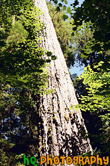 Looking up at a Big Sitka Spruce Tree painting