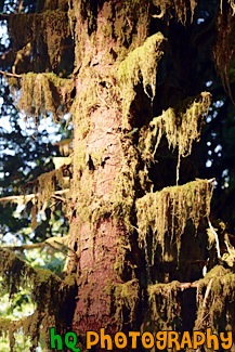 Moss on Sitka Spruce Tree painting