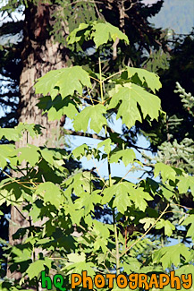 Green Leaves Close Up painting