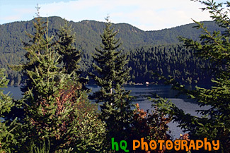 Trees & Mountains Around Lake Cresent painting