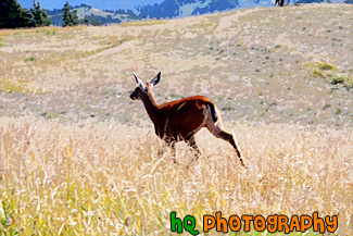 Deer Running in Field painting