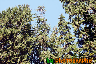 Looking Up at Sitka Spurce Trees painting