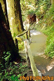 Hoh Rain Forest Trail painting