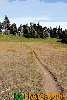 Hurricane Ridge Trail painting