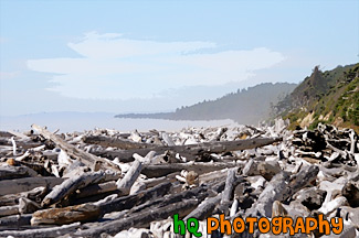 Logs on Kalaloch Beach painting