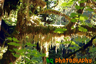 Hoh Rain Forest Moss painting