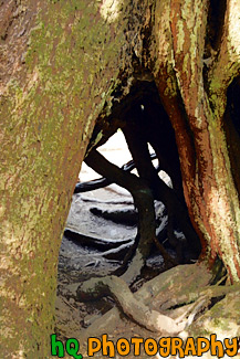 Hole in Tree Trunk painting