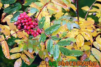 Autumn Leaves & Red Berries painting