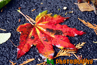 Bright Red Leaf painting