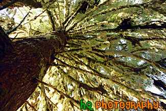 Looking Up at Moss painting