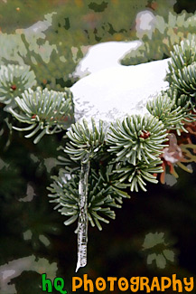 Ice & Snow on Tree Limb painting