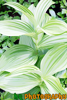 Corn Lilly painting