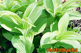 Corn Lilly Up Close painting