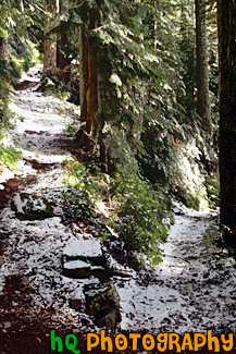 Switchback Hiking Trail painting