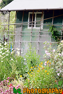 Old Shed and Flowers painting