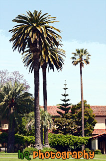 Santa Clara Palm Trees at Mission Gardens painting