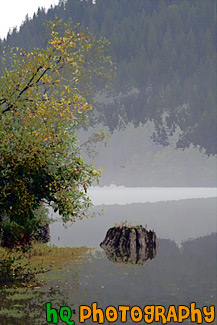 Stump Reflection painting