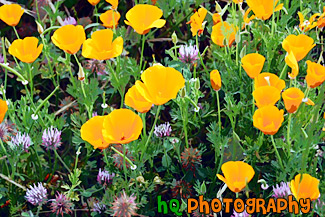 Bright Orange Poppy Flowers painting