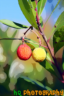 Red & Yellow  Berries on Tree painting