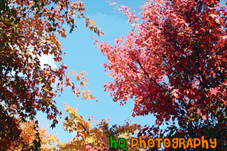 Red & Orange Colored Leaves on Trees painting