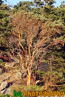 Tree on side of Cliff painting