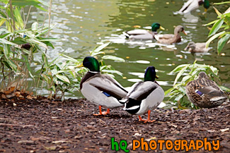 Ducks by a Pond painting