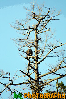 Bald Eagle on Tree Branch painting