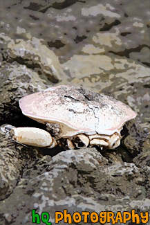 Sea Life on Rocks painting