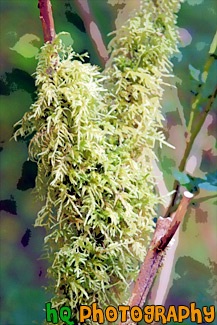 Green Moss on Branch painting