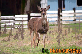 Deer Looking at the Camera painting